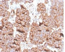 Prolactin Rabbit anti-Human, Clone: PRL/4906R, Novus Biologicals:Antibodies:Primary